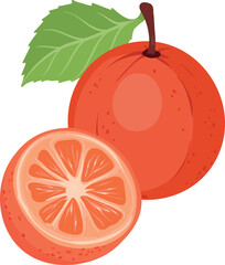 vector grapefruit, whole, piece and slice isolated on white background.