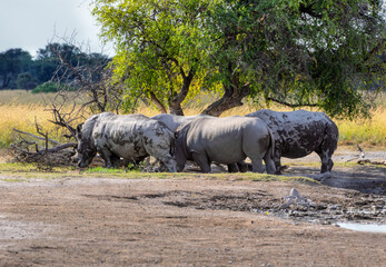 rhino rhinoceros grazing in the savannah under the shade of a tree , African safari in the bush © poco_bw