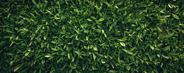 Vibrant green grass texture in natural setting