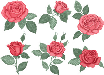 Red roses hand drawn set. Rose flowers isolated on white background. Vector colored elements illustration for design