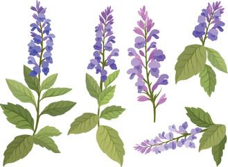 Clary sage Salvia sclarea, medicinal plant set. Botanical vector illustration