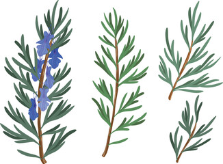rosemary , isolated on a white background, rosemary plant and flowers, drawing clipart, Vector Illustration