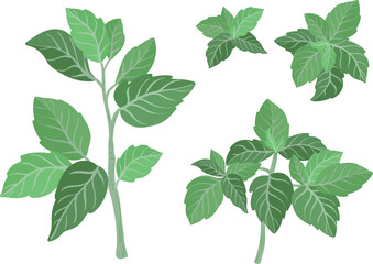 Basil fresh sprig plants illustration isolated on white background