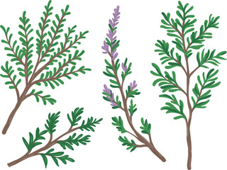 Thyme herbal aroma plant branch set with green leaves for food and thyme oil packaging design, vector illustration
