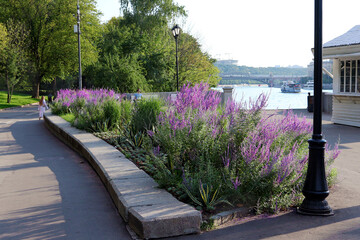 Path in park, studded with bright purple flowers in full bloom. People strolling in distance on...