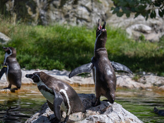 Group of Penguins stand on a Rock Together Near a Pond.