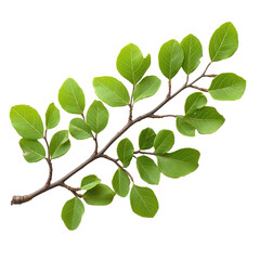 Fototapeta premium Honey Locust isolated on transparent background