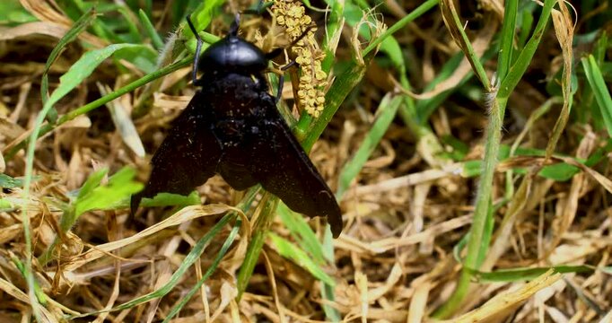 Macro video of Black Horse Fly (Tabanus atratus)