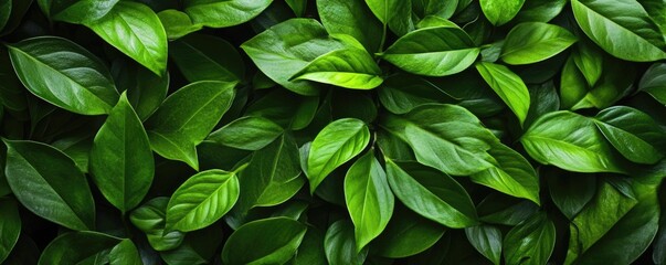 Fototapeta premium Lush green leaves create vibrant natural backdrop