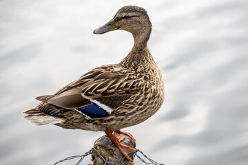 Canard perché sur un poteau de bois