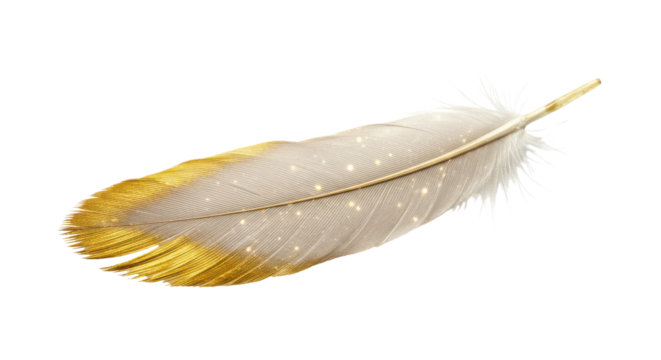 Elegant light gray feather with gold accents isolated PNG with Transparent Background