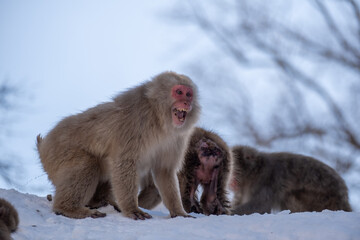 Snow Monkey