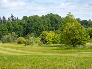 Green meadow and trees with summer foliage