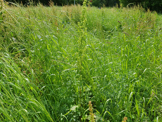 green meadow background