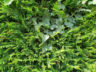 greenery full frame background