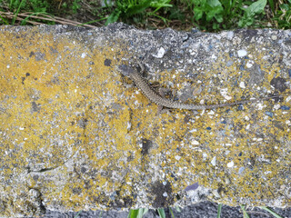 lizard on concrete