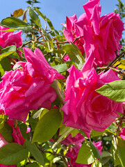 Beautiful pink roses on a bush close-up.