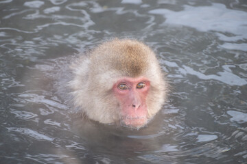 Snow Monkey