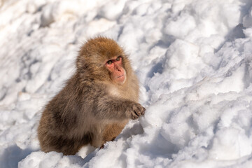 Snow Monkey