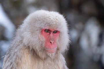 Naklejka premium Snow Monkey