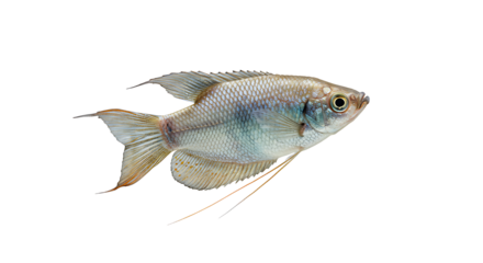 Detailed Side View of a Pearl Gourami Fish with Unique Fin Details