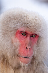 Snow Monkey