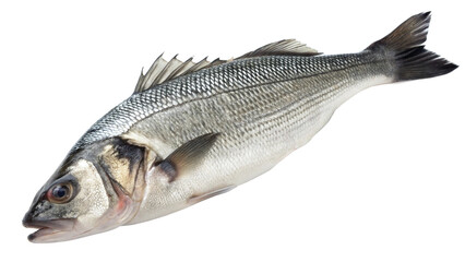 Fototapeta premium fresh sea bass fish isolated on white background 