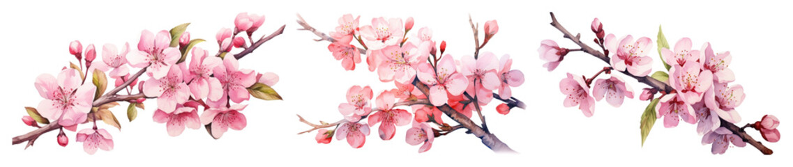 PNG Delicate pink cherry blossoms illustration, element set on transparent background