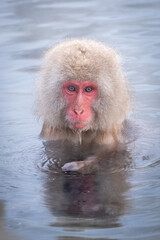 Snow Monkey