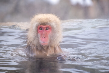 Naklejka premium Snow Monkey