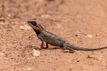Forest Garden Lizard (Calotes emma)