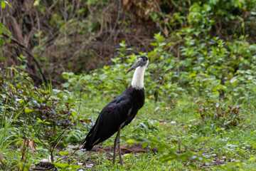 Asian woolly-necked stork (Ciconia episcopus)