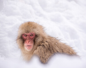 Snow Monkey