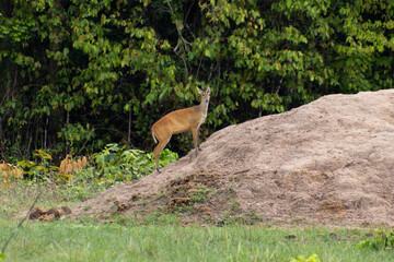 Northern Red Muntjac (Muntiacus vaginalis)
