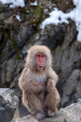 Snow Monkey