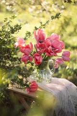 Still-life. Photo of a bouquet of pink tulips in a spring garden.