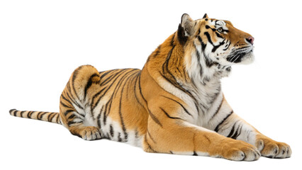 Obraz premium endangered bengal tiger in relaxed pose on clean white background 