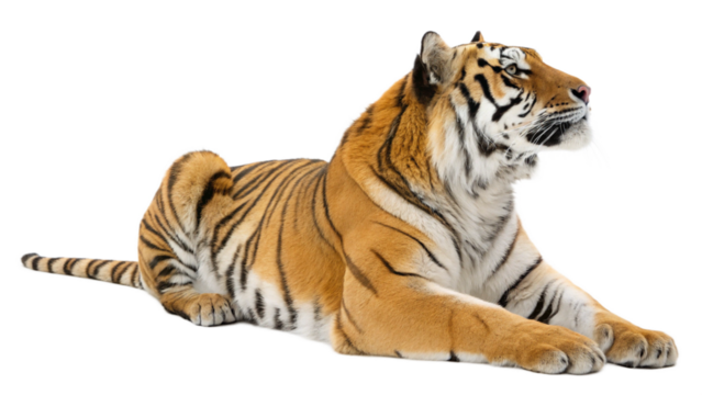 endangered bengal tiger in relaxed pose on clean white background
