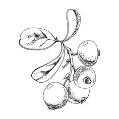 Lingonberry cranberry red berry on branch with green leaves, ripe forest teaberry bearberry wintergreen cluster group, vector hand drawn in ink. Isolated botanical illustration for farmers market menu
