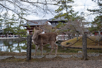 Nara Deer in front of a Japanese temple 