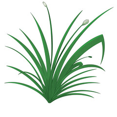 green plant isolated. Grass Decoration Illustration Digital Drawing