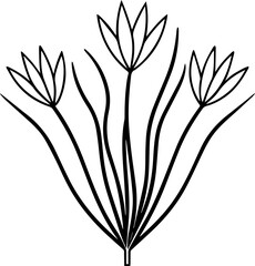 Chive Plant outline line art illustration, coloring book page