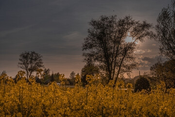 Sunshine down in golden hour. Spring trees and blooming rape over evening textured sky. 