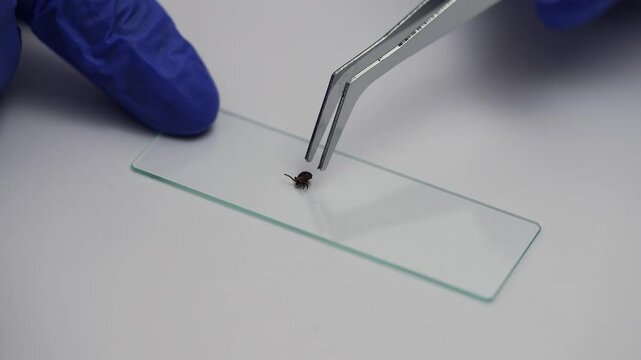 Laboratory technician in blue gloves carefully positions a tick onto a glass microscope slide using metal tweezers, preparing it for examination on a white background