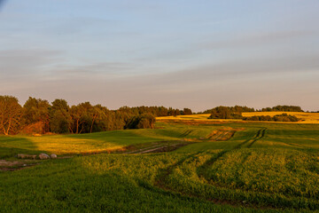 Obraz premium Panorama of blooming agricultural fields of yellow rape, green wheat and rye against blue sky in golden hour.