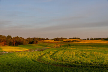 Panorama of blooming agricultural fields of yellow rape, green wheat and rye against blue sky in golden hour.
