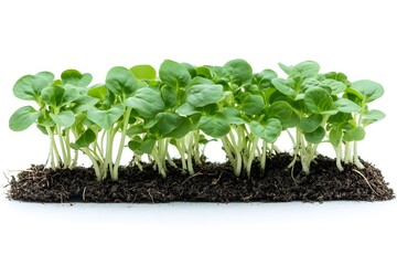Fresh Radish Microgreens on Soil Organic Gardening and Healthy Eating Concept
