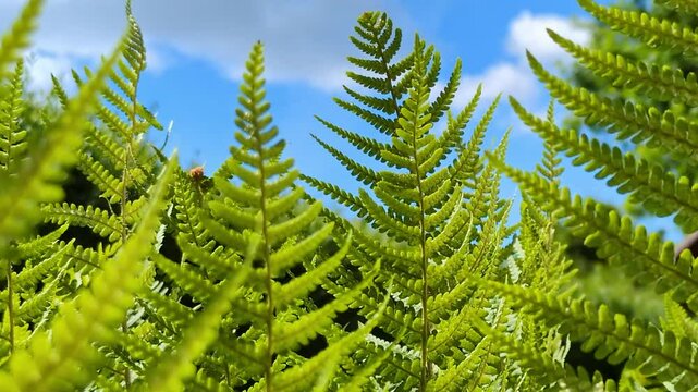 Gr&uuml;nes Farn bewegt sich leicht im Wind- Farnstrukturen in eindrucksvoller Nahaufnahme &ndash; Nat&uuml;rliches Pflanzenleben, Umwelt, Natur, Flora, Fotosynthese, Botanik, blauer Himmel
