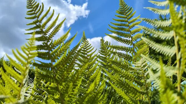 Gr&uuml;nes Farn bewegt sich leicht im Wind- Farnstrukturen in eindrucksvoller Nahaufnahme &ndash; Nat&uuml;rliches Pflanzenleben, Umwelt, Natur, Flora, Fotosynthese, Botanik, blauer Himmel