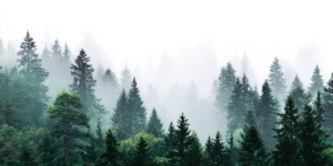 forest in the fog panorama view isolated on white or transparent png